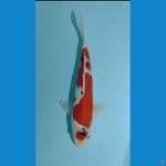 maruten sanke 29 cm