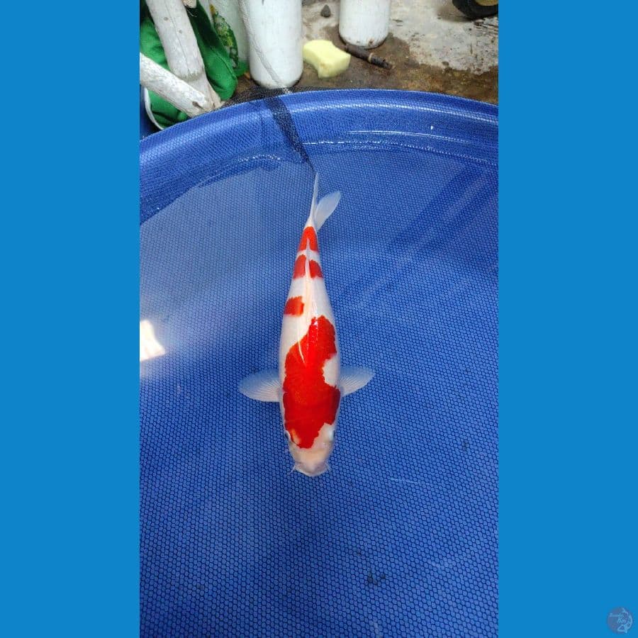 04.Kohaku 40cm