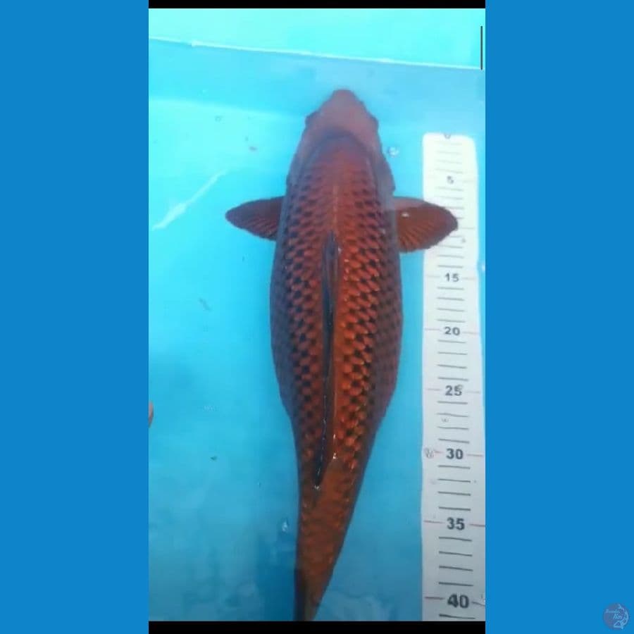 Jumbo cagoi ginrin 50 cm