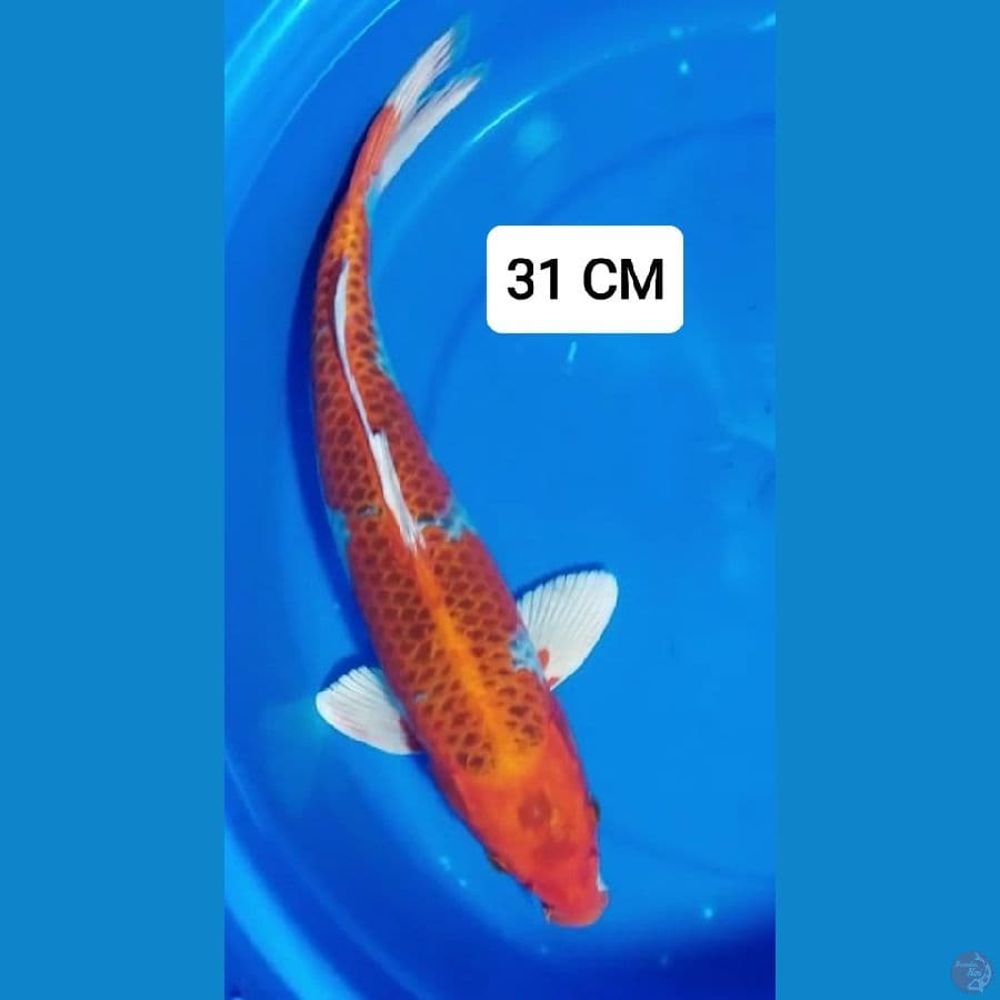 KUJAKU 31 CM