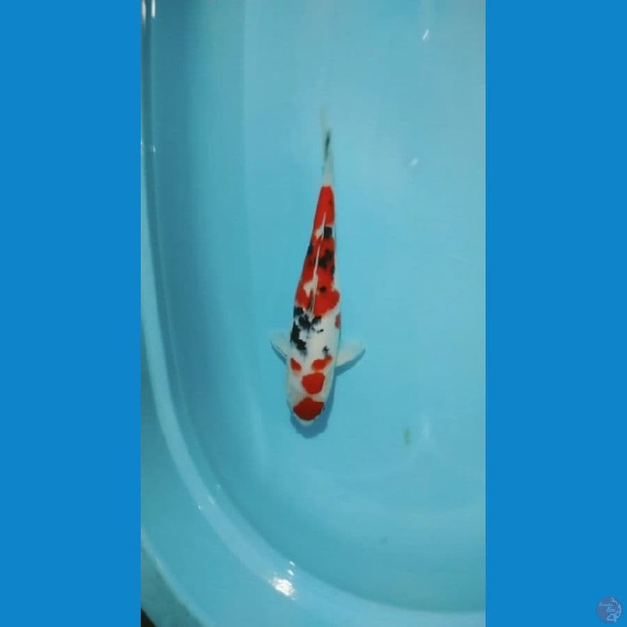 Sanke 33cm