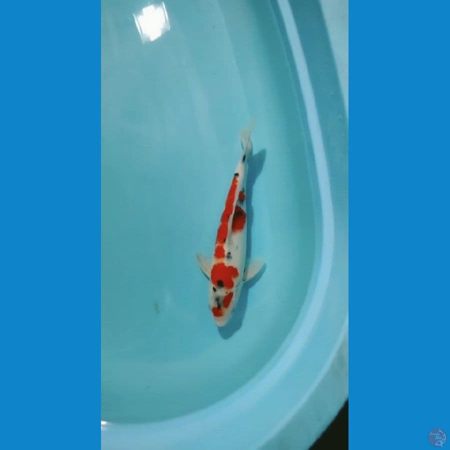 Sanke 32cm