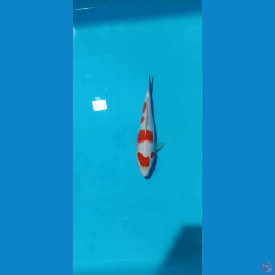 kohaku doitsu 20cm