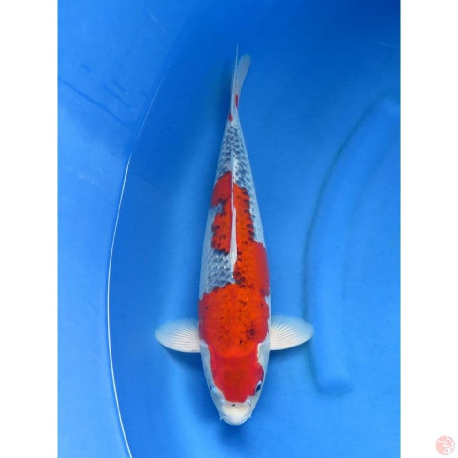 45bu , Red Goshiki 