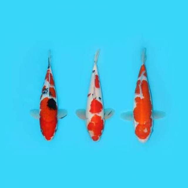 28-30-30 cm - MIX