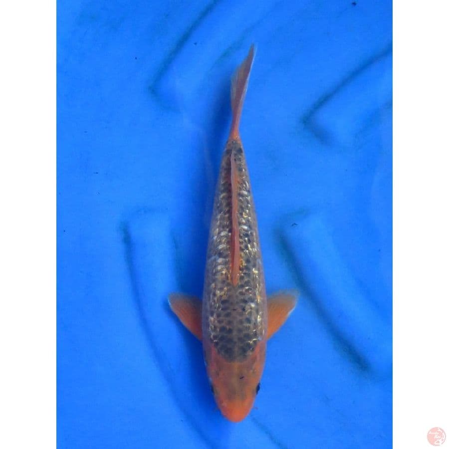 31cm , Matsuba Ginrin