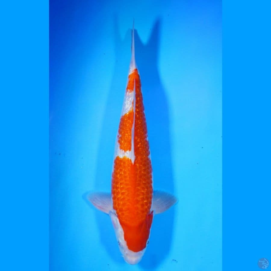 Kohaku Gin rin 37cm Male
