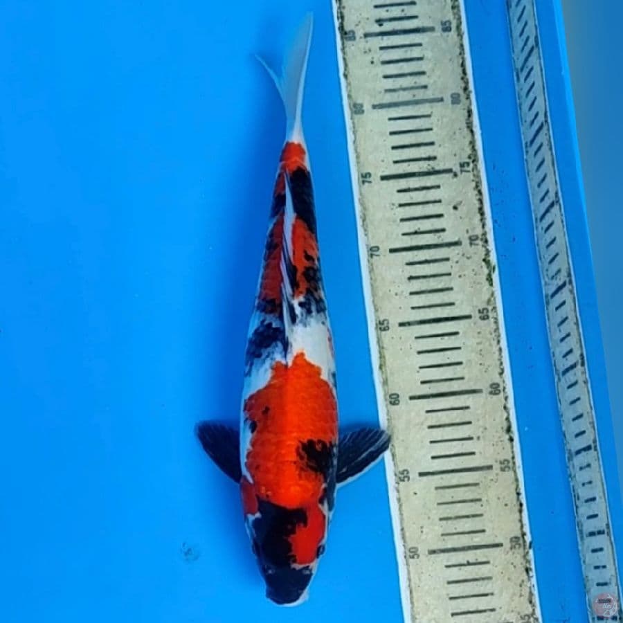 showa 37cm(fimle)