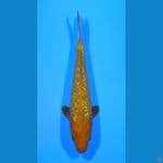 Karamel Gin rin 27cm