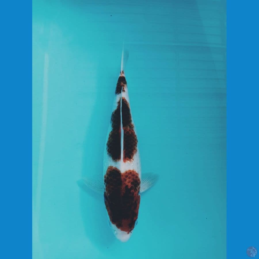 goromo