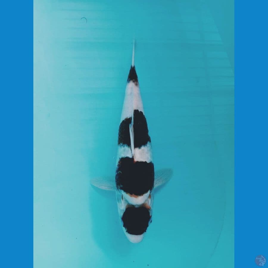 goromo