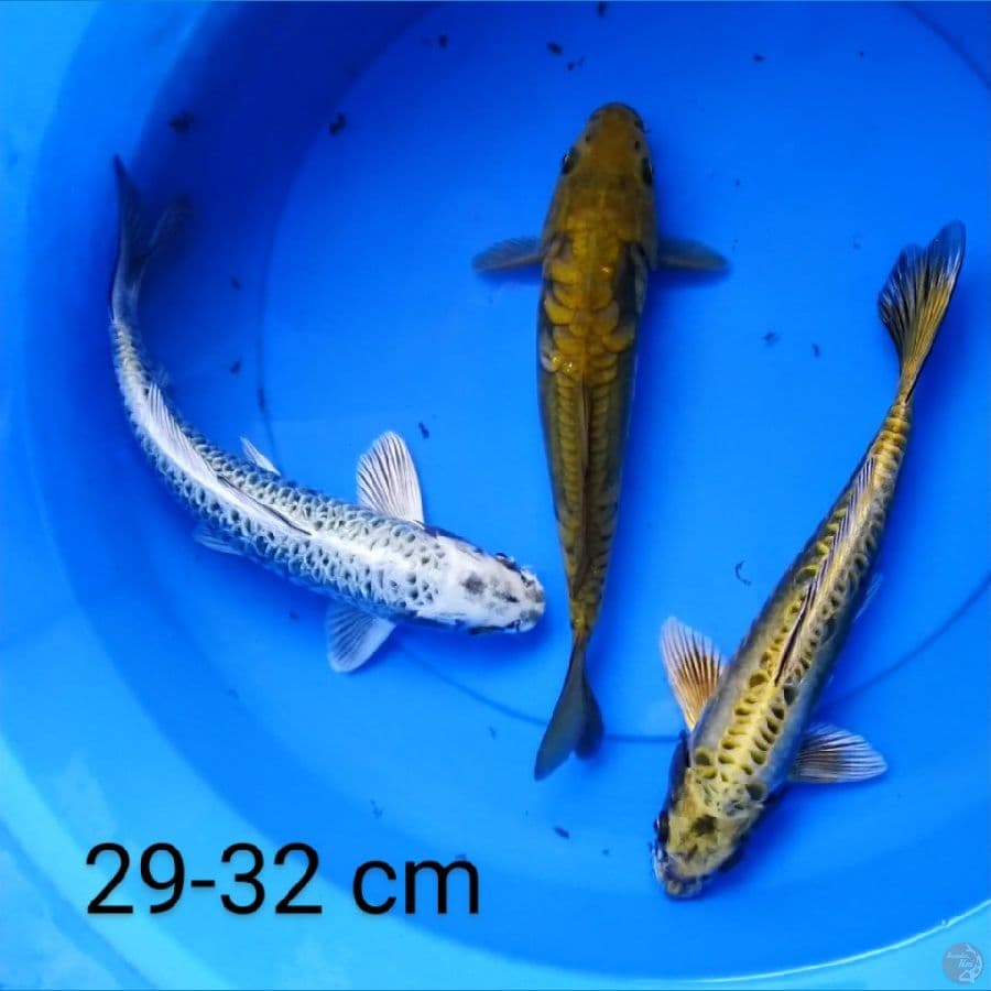 mix 3 ekor 29-32 cm 