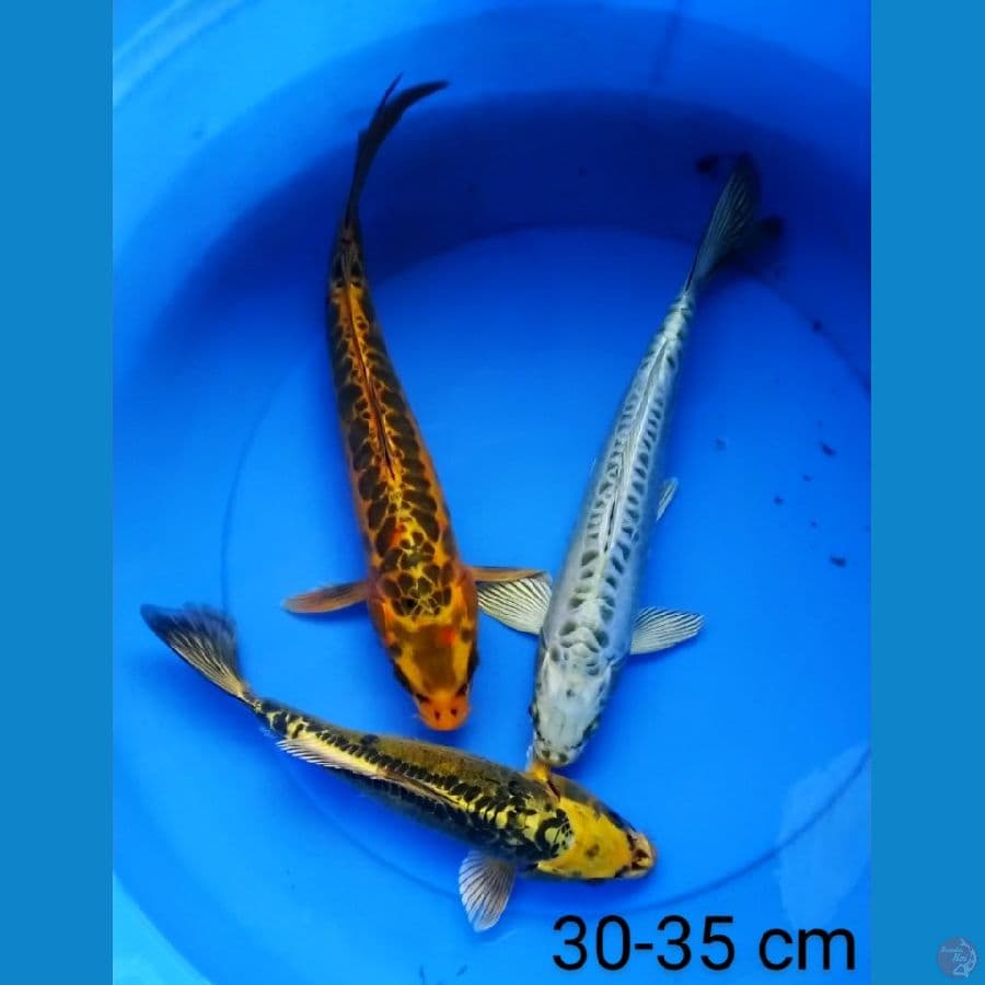mix 30-35 cm