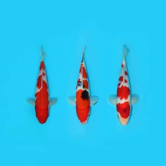 28-29-30 cm - MIX