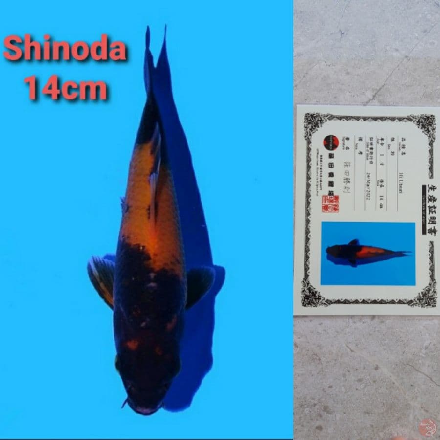 SHINODA HI-UTSURI SERTIFIKAT