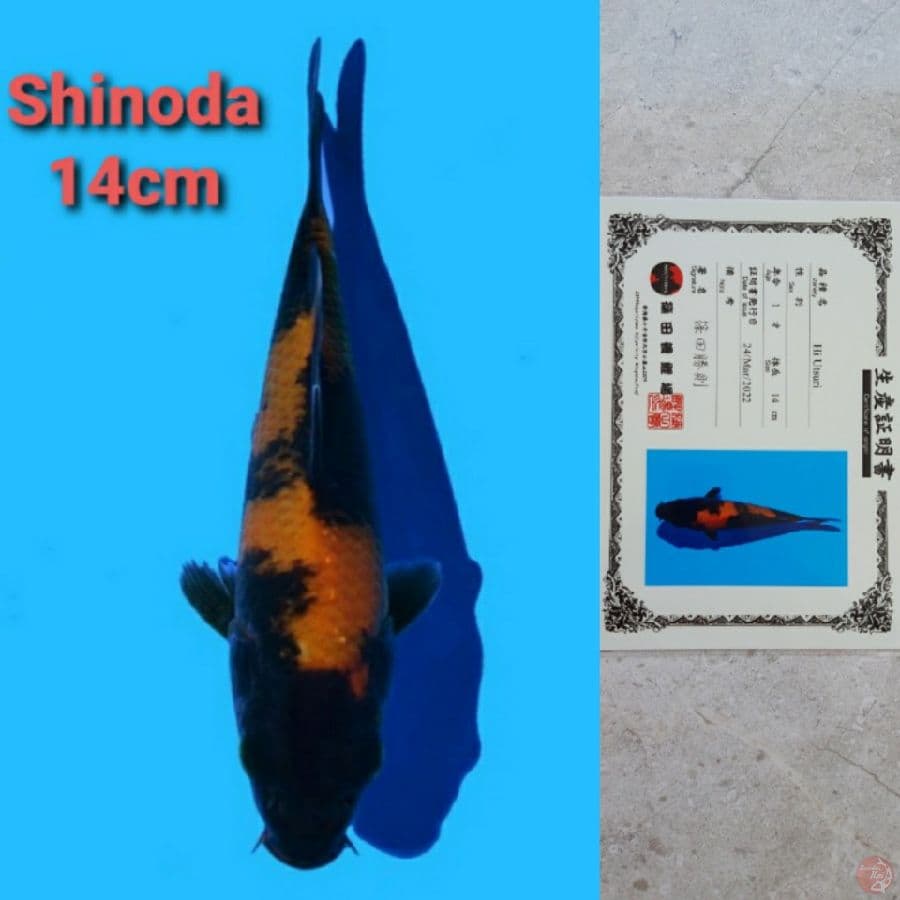 SHINODA HI-UTSURI SERTIFIKAT