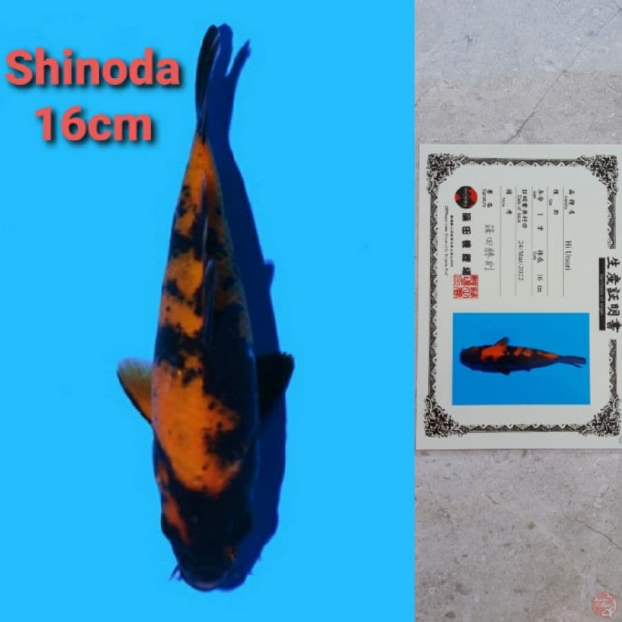 SHINODA HI-UTSURI SERTIFIKAT