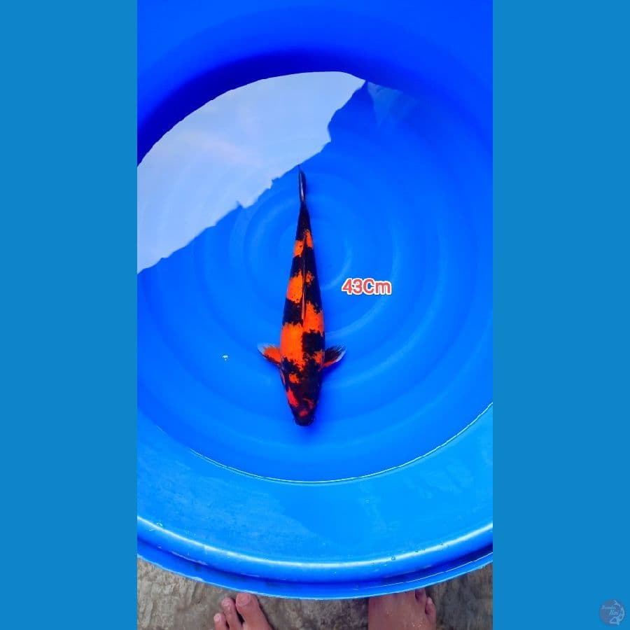 Hi Utsuri Jumbo 43Cm