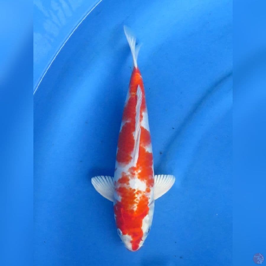 32cm , Kin khusui Jantan