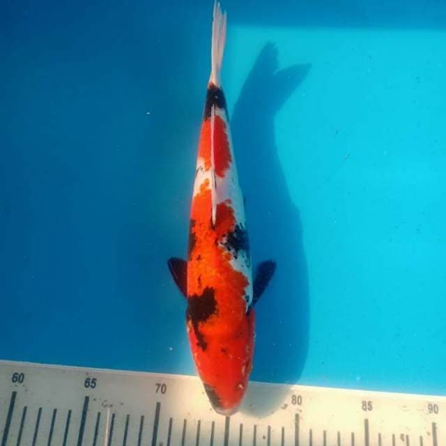 Showa 32cm