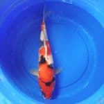 Showa, 43 cm