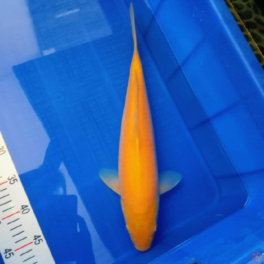 Karasi, 43 cm