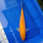 Karasi, 43 cm