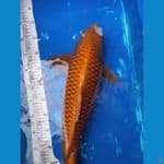 Chagoi Tembaga 55cm, Jantan