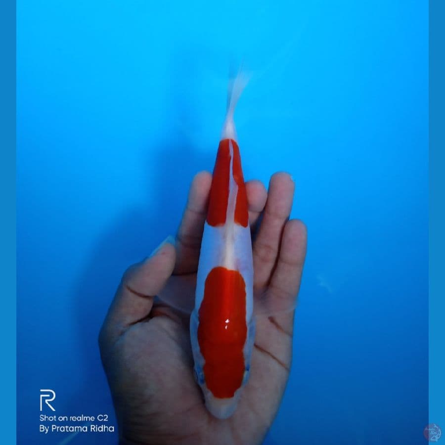 NIDAN KOHAKU DOITSU MURNI 18CM