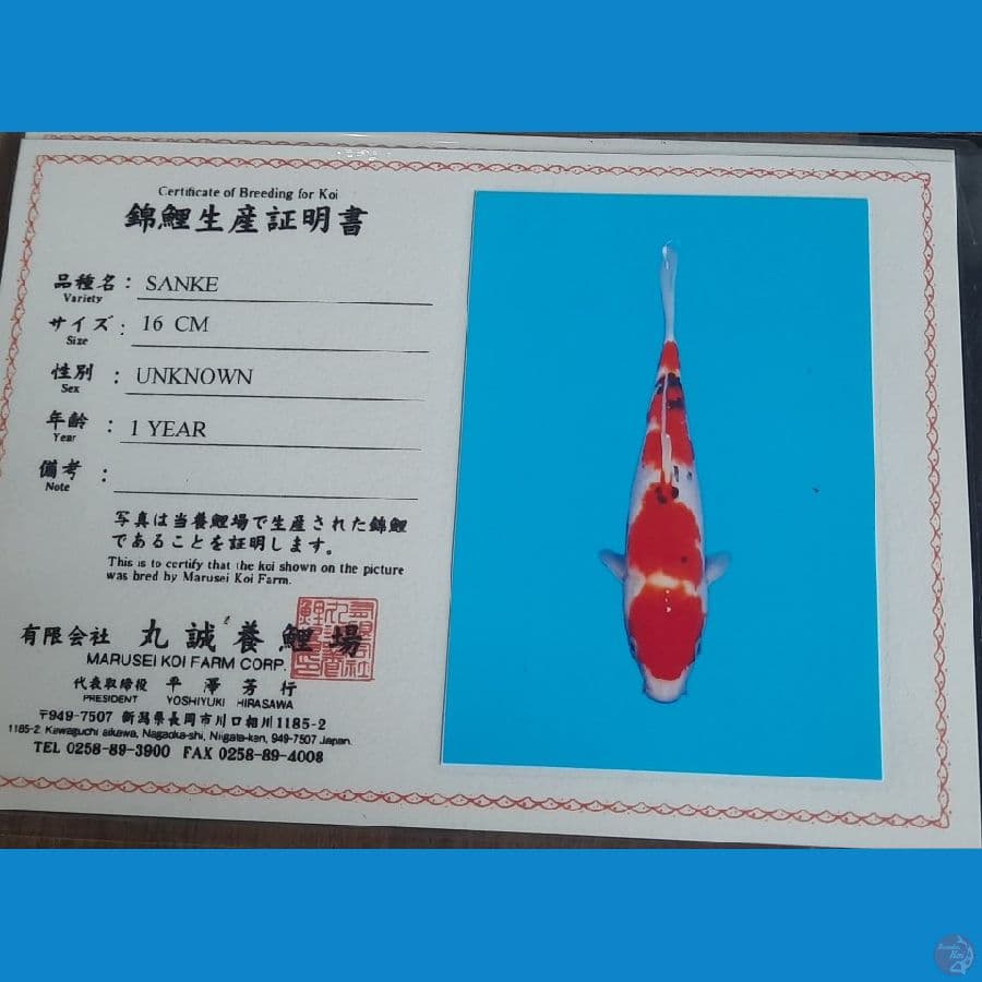 sanke1 24cm Marusei