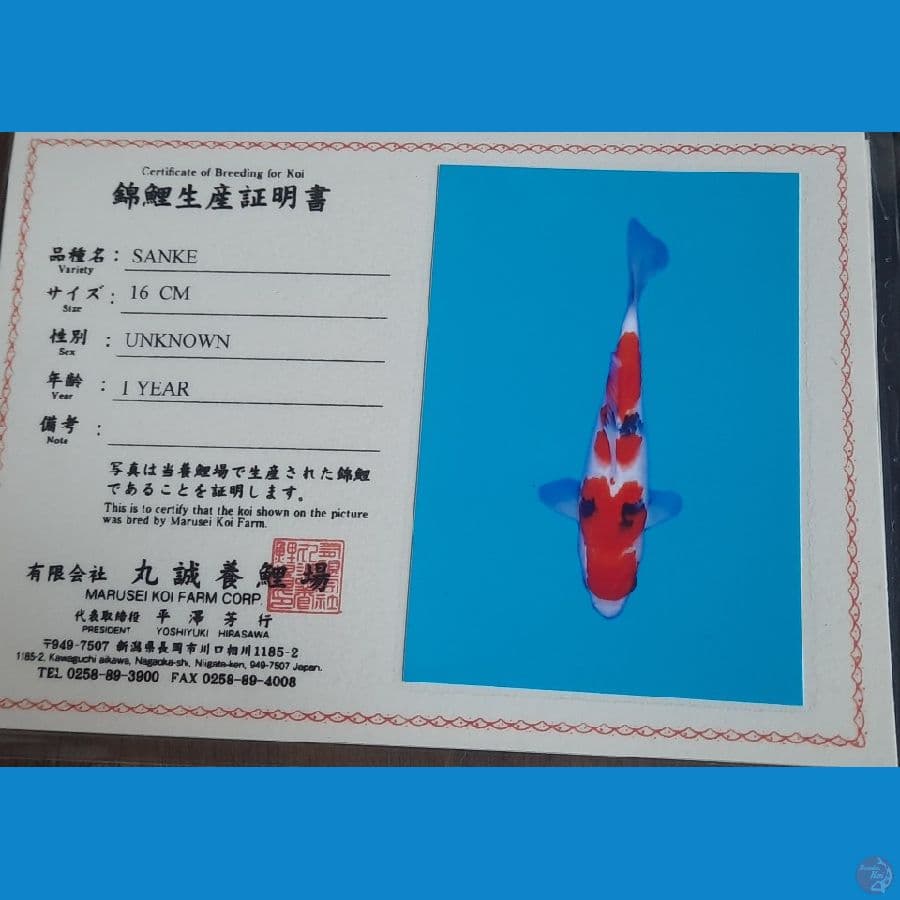 sanke2 24cm marusei