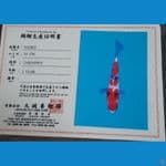 sanke2 24cm marusei