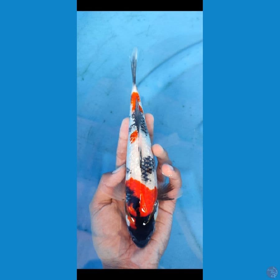 showa full gindrin ,, size 23 cm