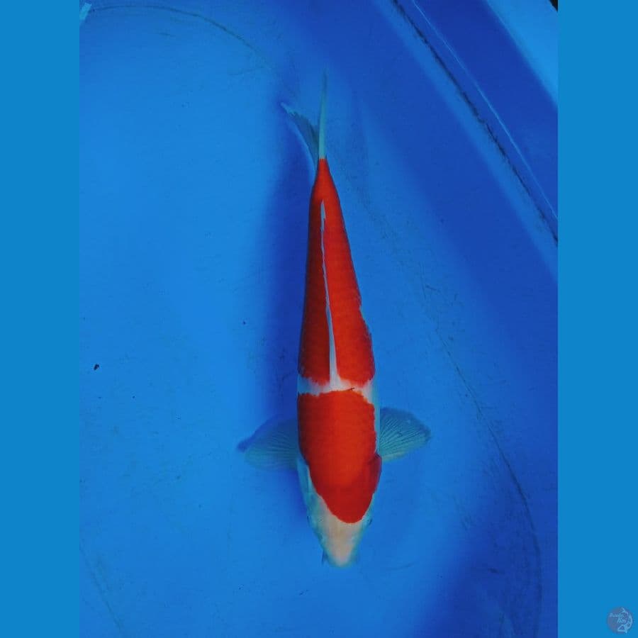 Kohaku Red Strong