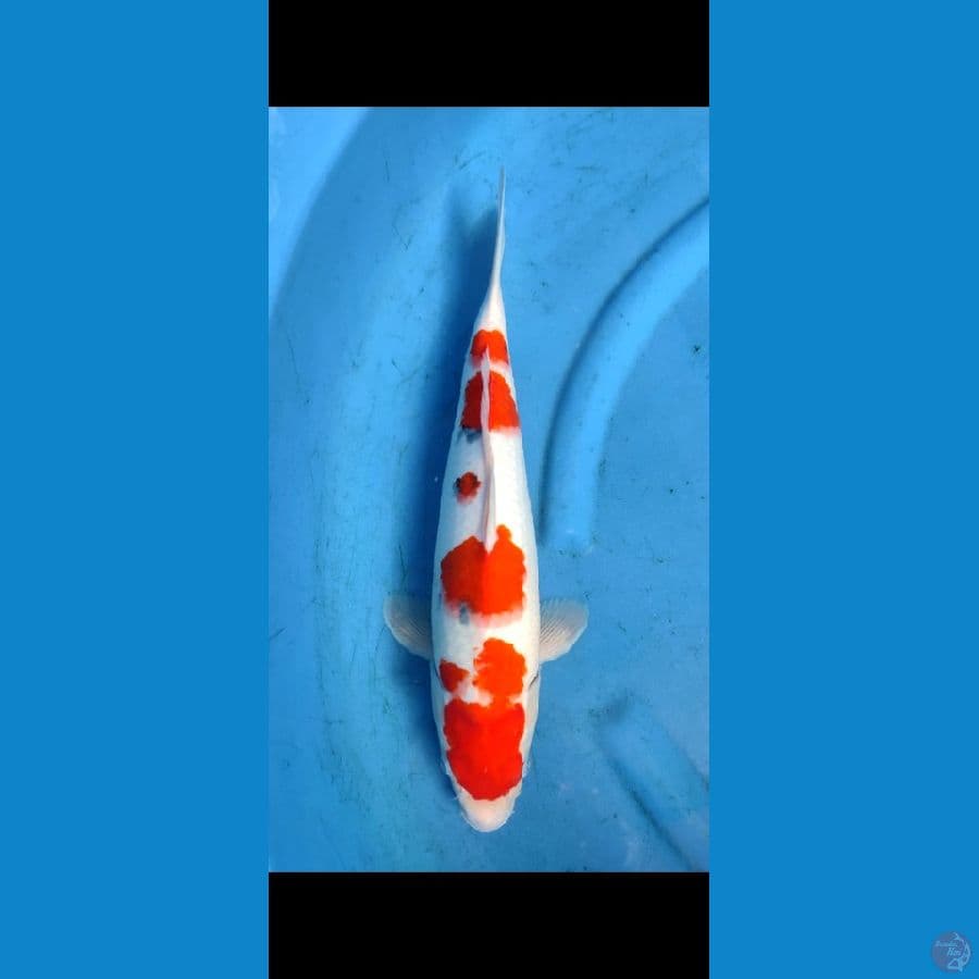 sanke ,,tategoi calon hott,, 44 cm,, original