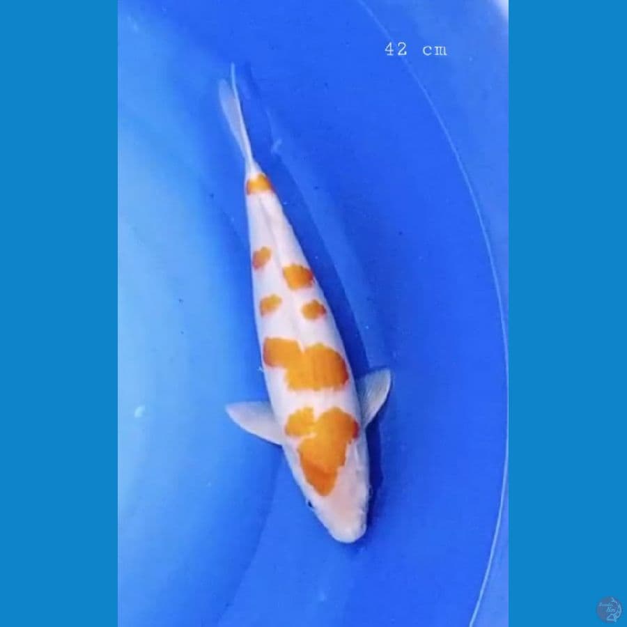 kijiro 42 cm/fml