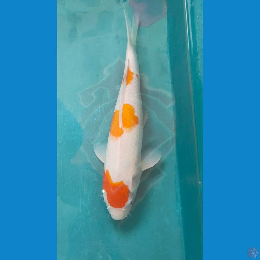 kohaku 44cm