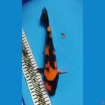 SHOWA 27CM