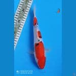 SANKE DOIT 26CM