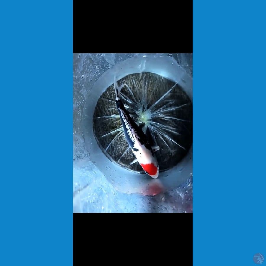 Tc Benikumon ory 35cm jantan