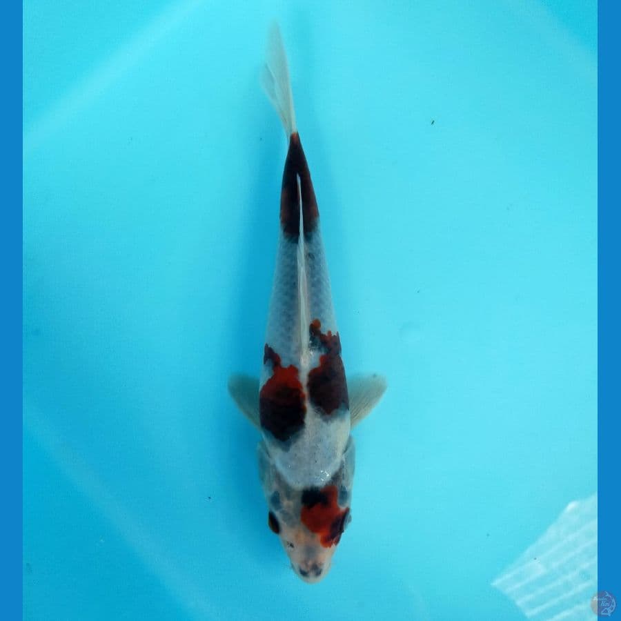 Goromo 23 cm