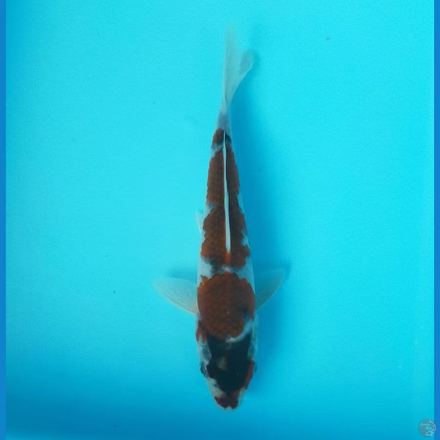 Goromo 21cm