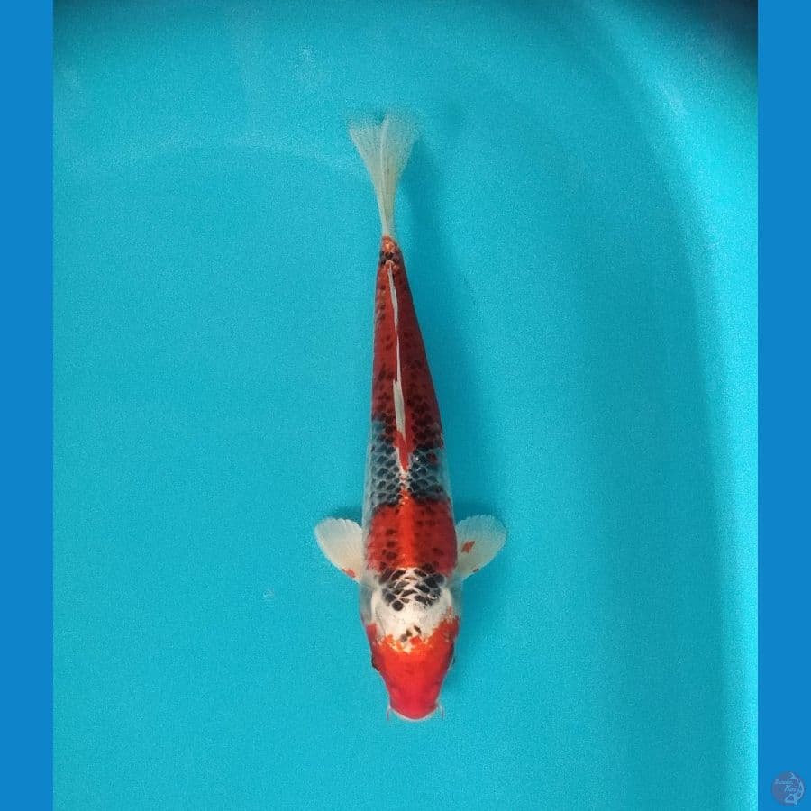 Kujaku 37 cm