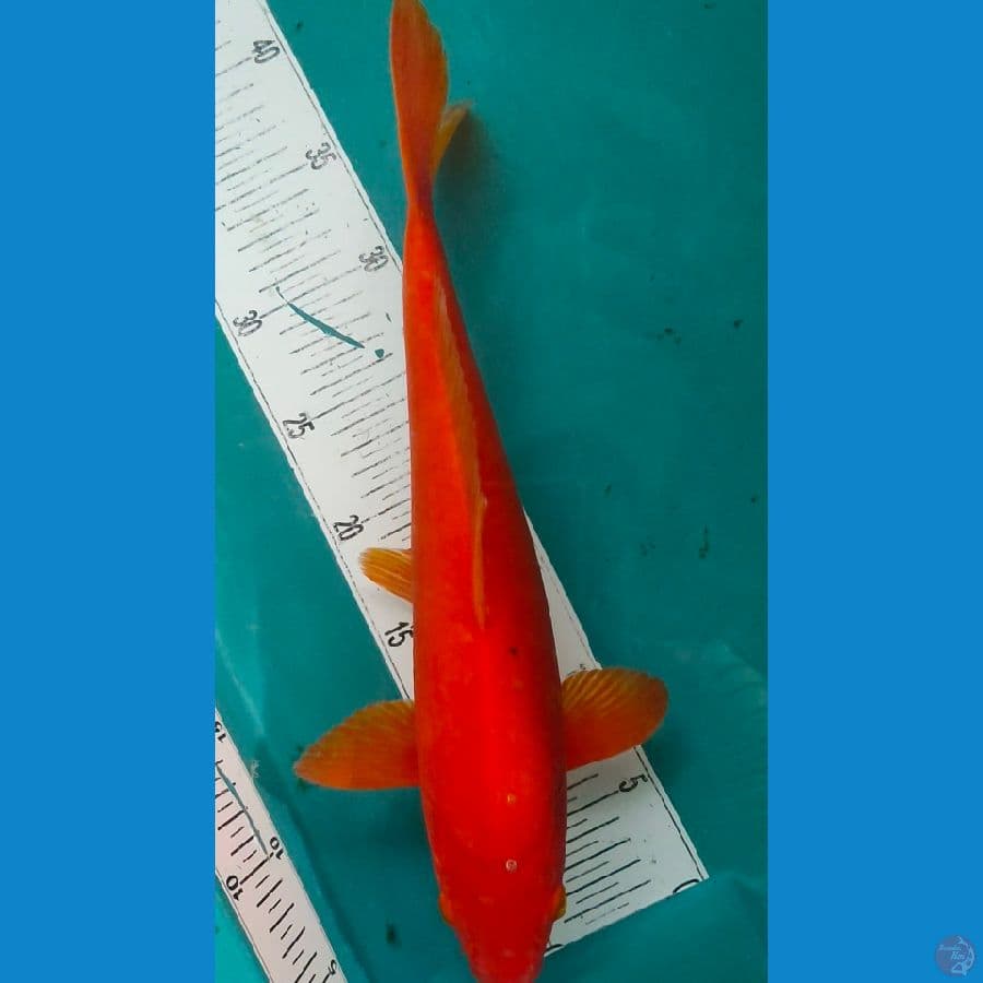 38cm benigoi super red