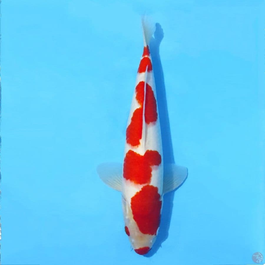 KOHAKU F1 BAKAT JUMBO