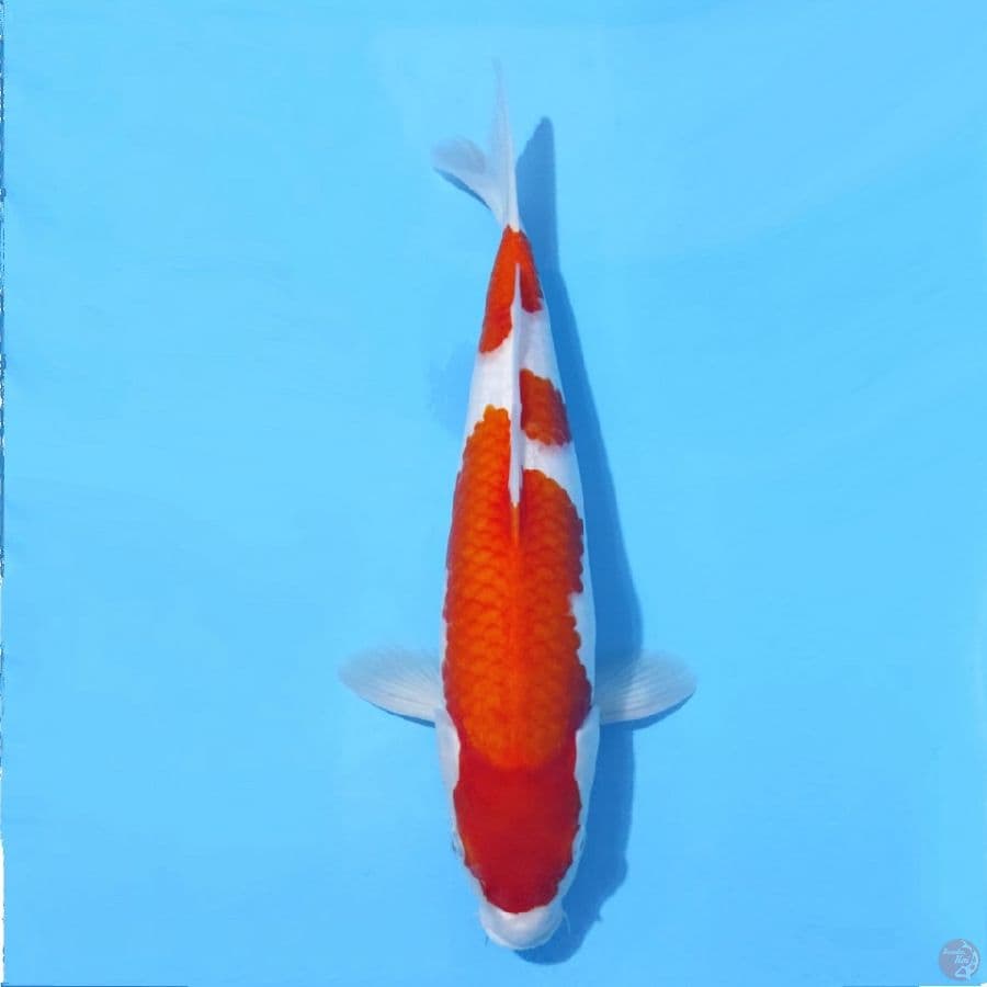 KOHAKU F1 BAKAT JUMBO