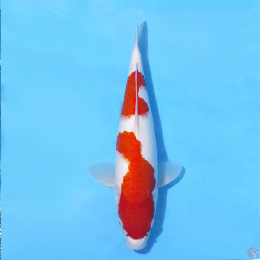 KOHAKU POLA SIMPLE HQ