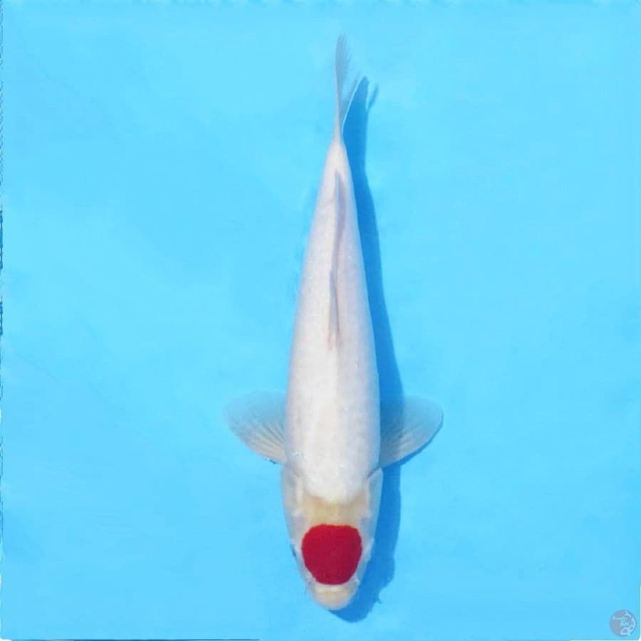 RED TANCHO KOHAKU BAHAN KEPPING SHOW