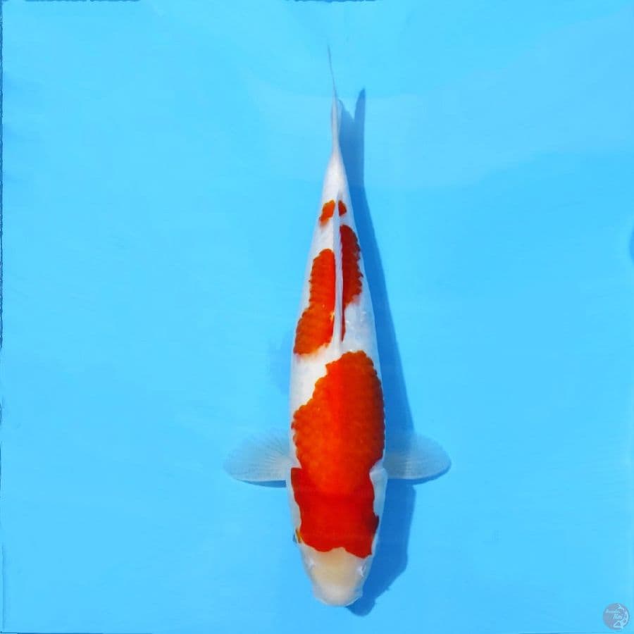 KOHAKU F1 HQ