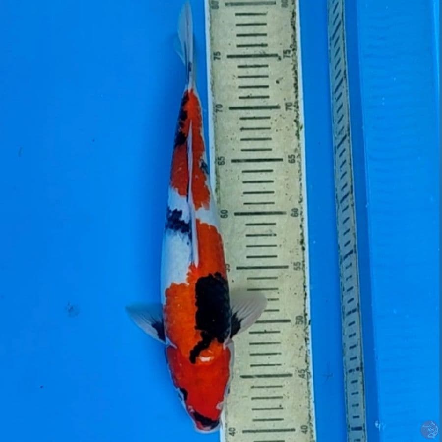 showa 37cm(mile)